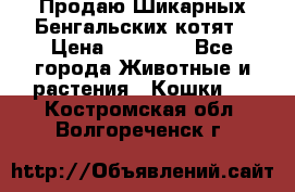Продаю Шикарных Бенгальских котят › Цена ­ 17 000 - Все города Животные и растения » Кошки   . Костромская обл.,Волгореченск г.